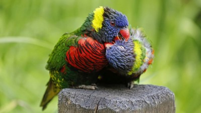 پرنده-رنگی-حیوان-حیوانات